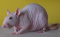 Potkan "Sphynx" (chovný)
